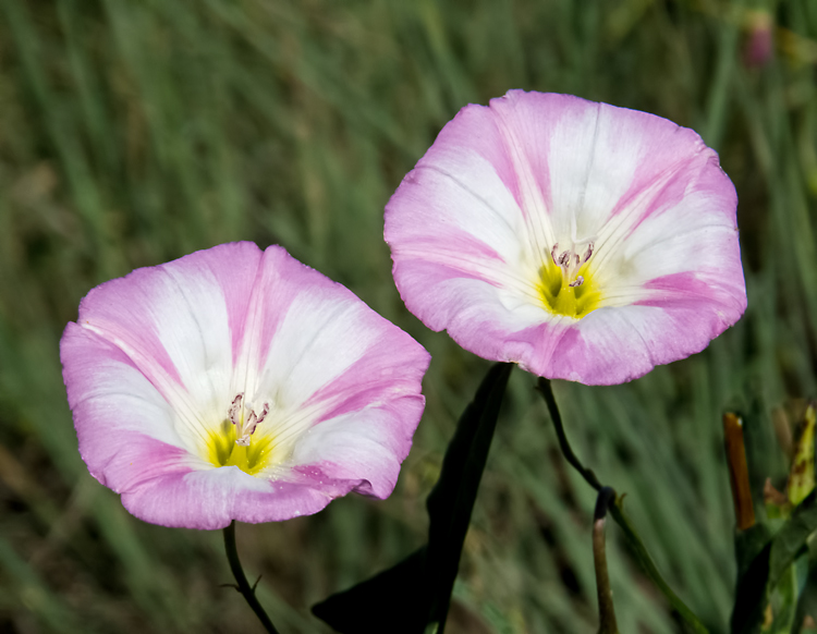 Bindweed 3.jpg